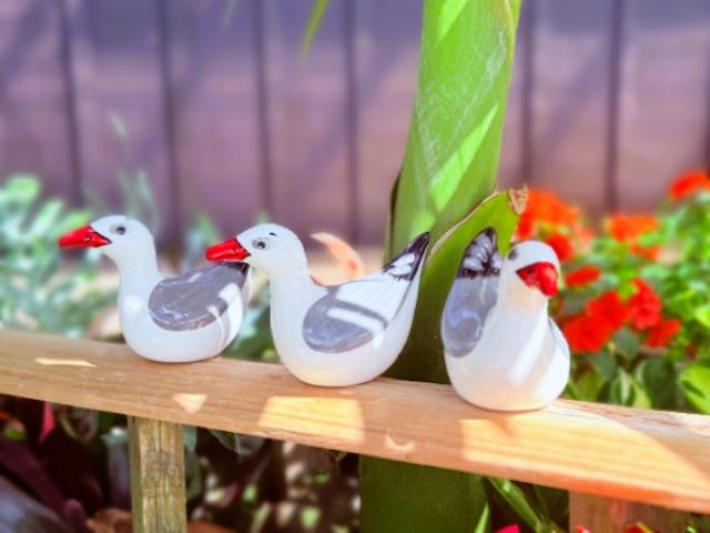 images/RS SEAGULL5.JPG